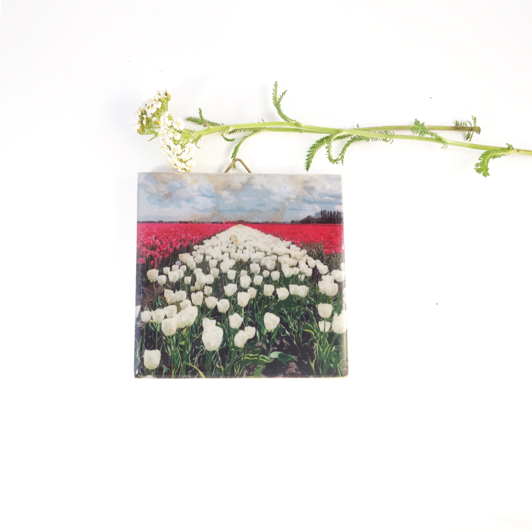 Holland Tulpen - Afbeelding 5